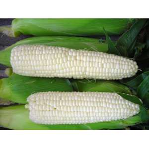 Андріївський F1 - цукрова кукурудза, 200 насіння, Мнагор, Україна фото, цiна